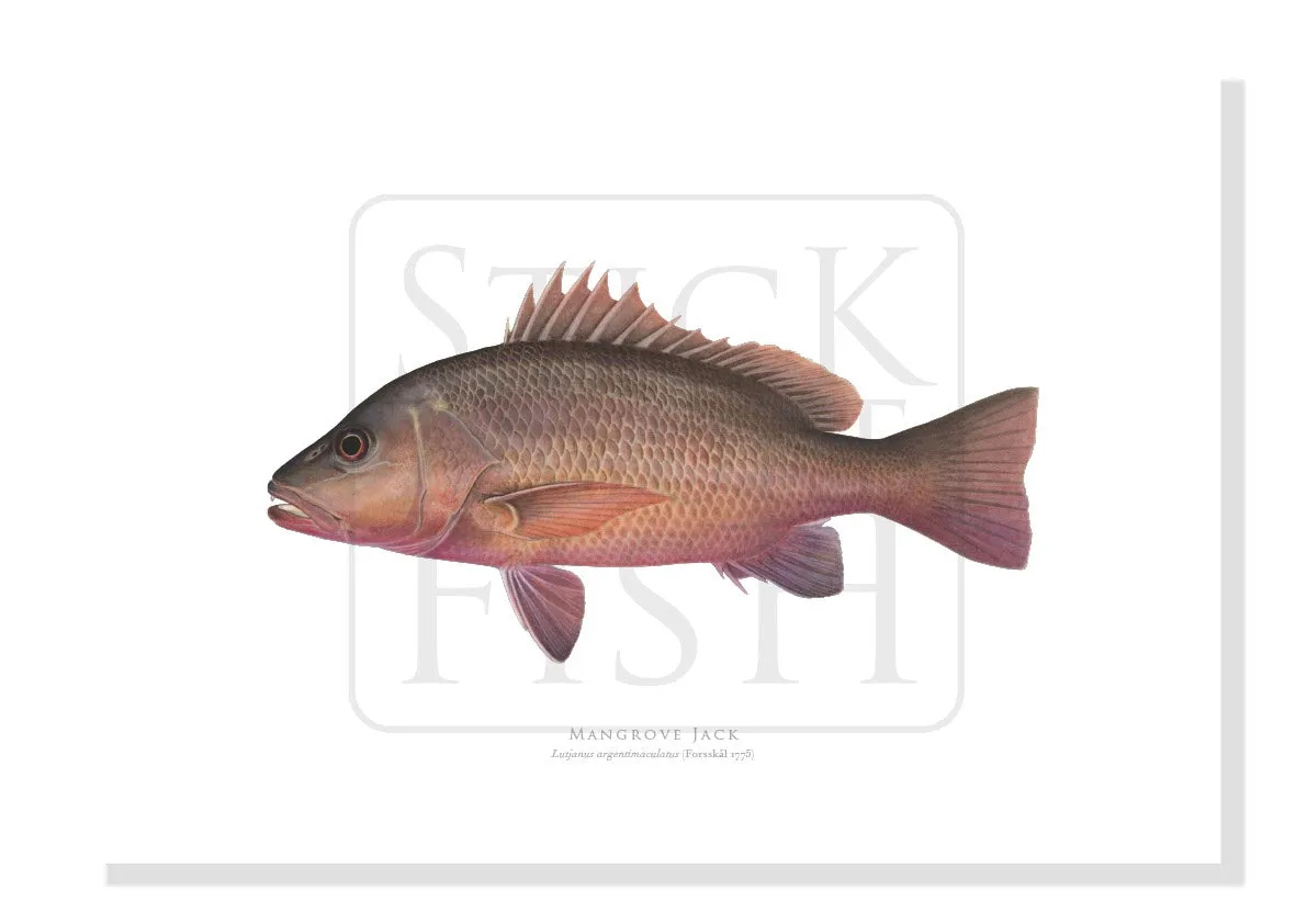 Mangrove Jack, Lutjanus argentimaculatus (Forsskål 1775) - Fine Art Print