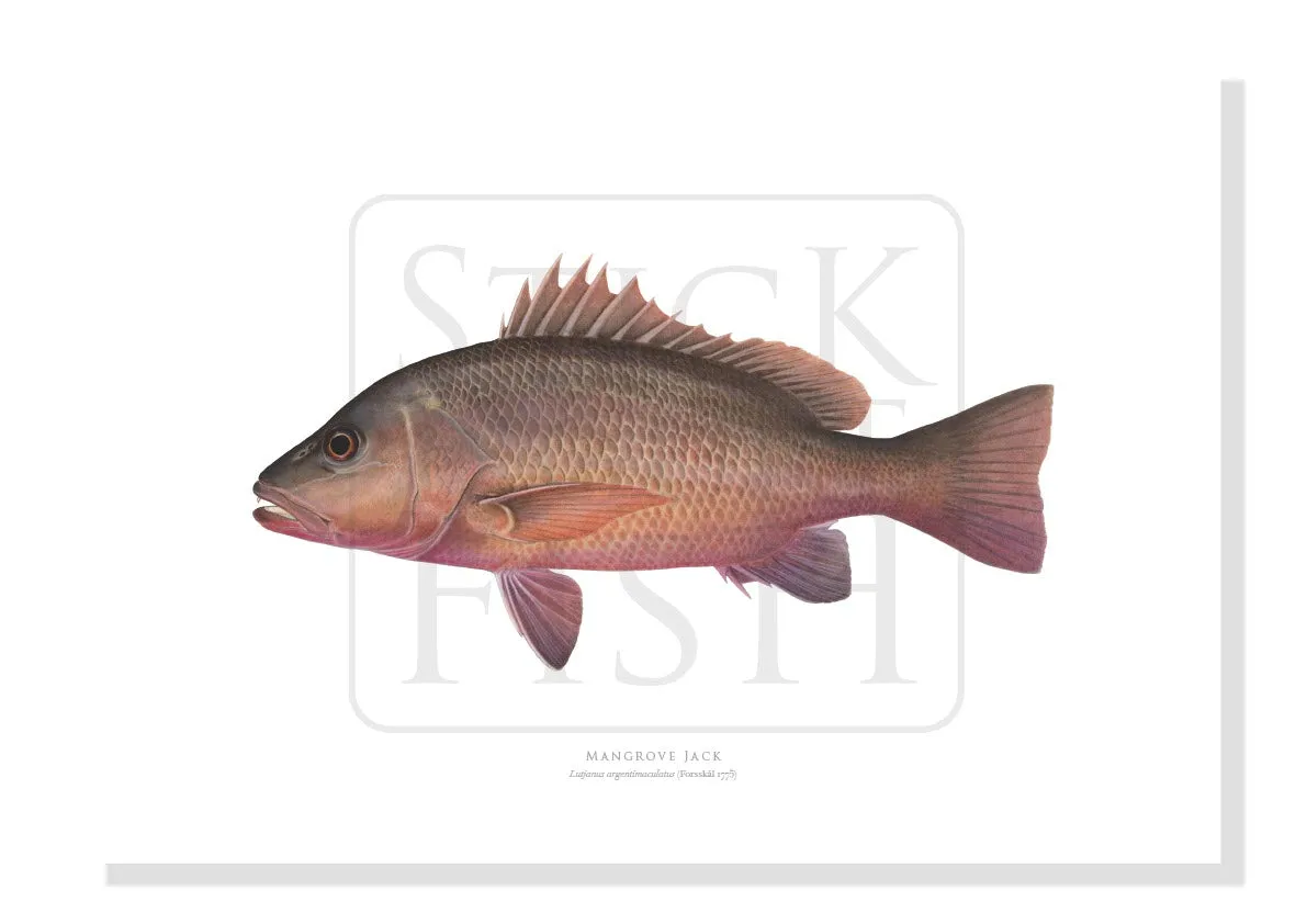 Mangrove Jack, Lutjanus argentimaculatus (Forsskål 1775) - Fine Art Print